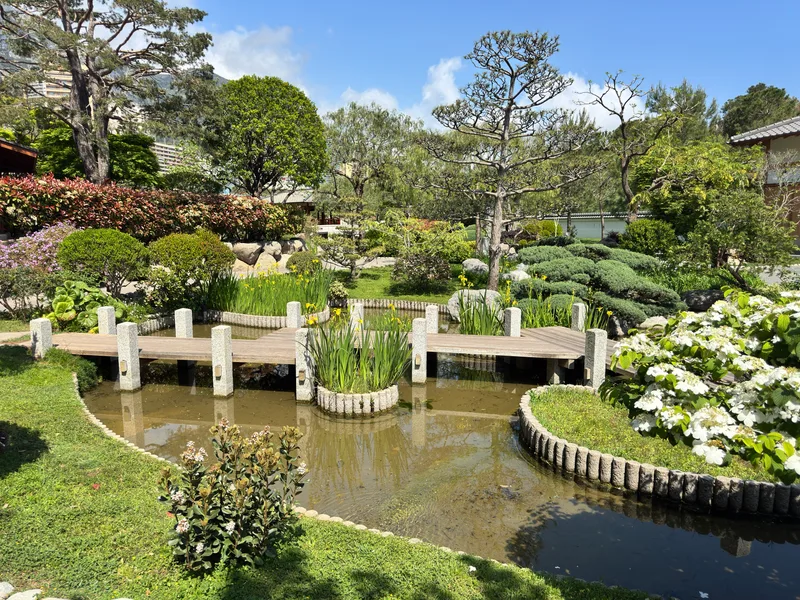 Traditional timber bridges arching over the still waters of Monaco's Japanese Garden, surrounded by sculpted pines and rock formations